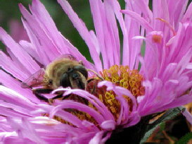 BEE IN FLOWER