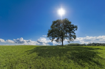 sun tree